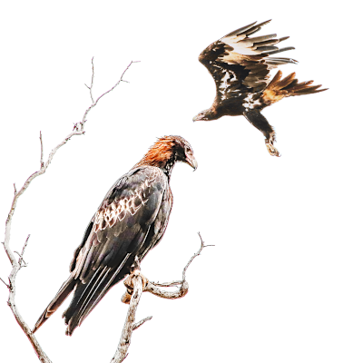 Two Australian Wedge-Tail Eagles are shown, on on a branch and one flying.